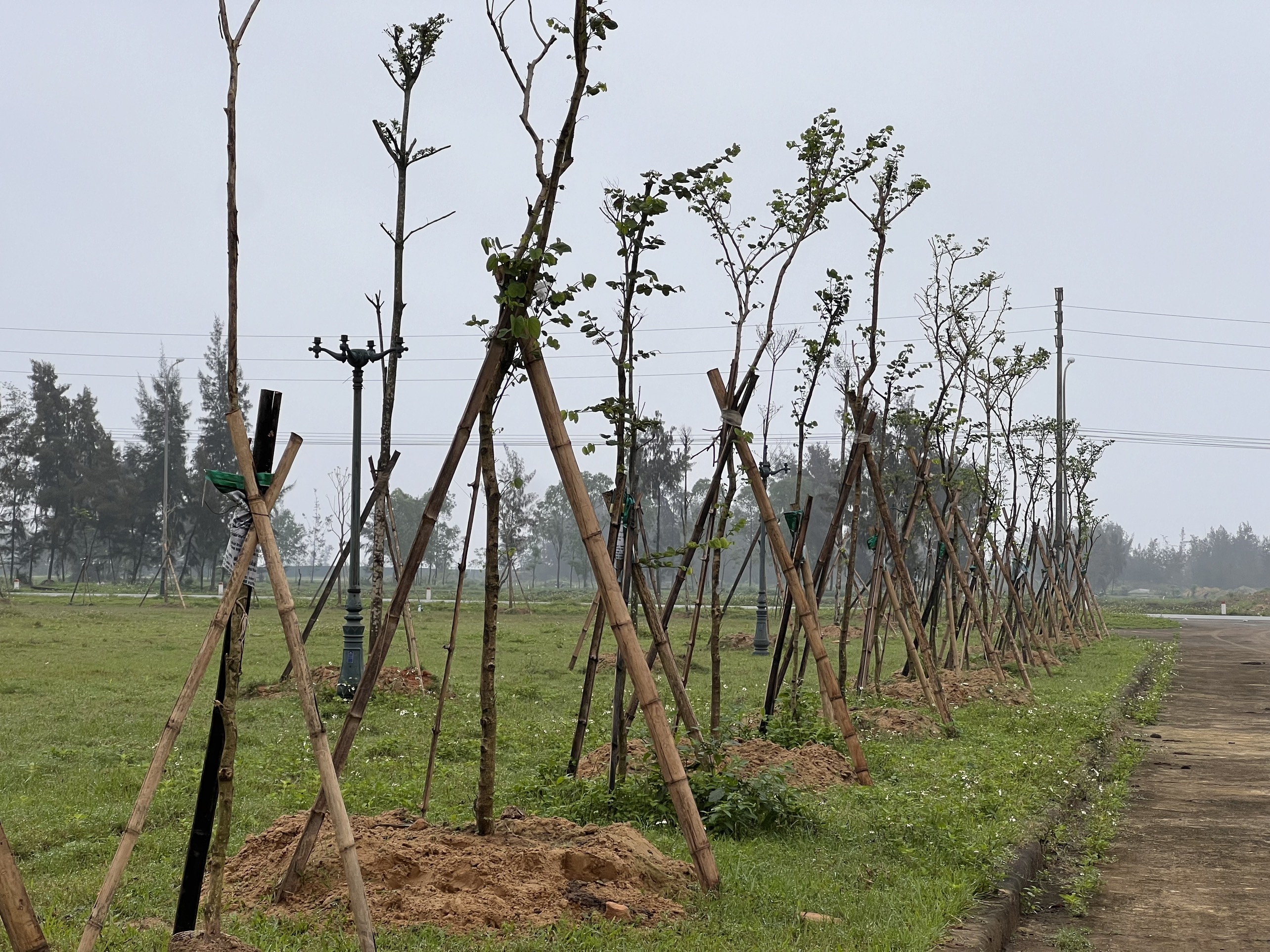 Huyện Lộc Hà (HàTĩnh) -  Cây từ các dự án trồng cây xanh từ 2019 đến nay giờ ra sao?